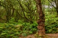 An old tree in Laurisilva Ã¢â¬â the laurel forest of Madeira